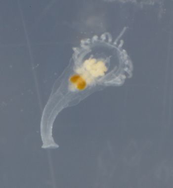 Media type: image;   Invertebrate Zoology 74256